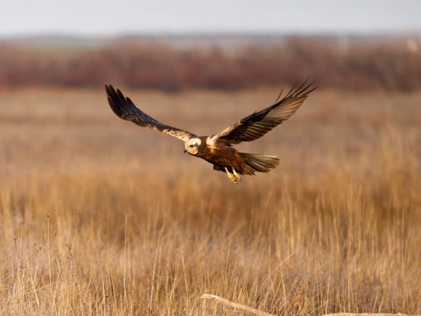 istock Marsh harrier, Circus aeruginosus 2198753446