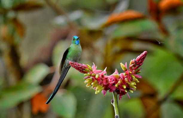 istock A long-tailed sylph hummingbird perching on a red flower in a garden 2198754524