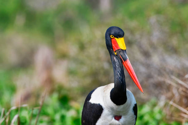 A majestic Saddle-billed Stork stands tall in a lush marsh, its vibrant black and white feathers contrasting with the rich green of the surrounding vegetation. The striking red and yellow bill, marked with a bold black band, is a focal point in the portrait, adding to the bird’s regal presence. The stork’s focused gaze and elegant posture capture the calm strength of this magnificent bird in its natural habitat.