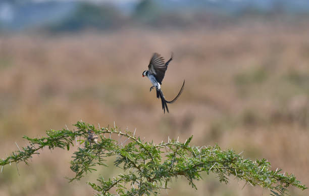 istock Pin-tailed whydah mating dance ritual 2198754738