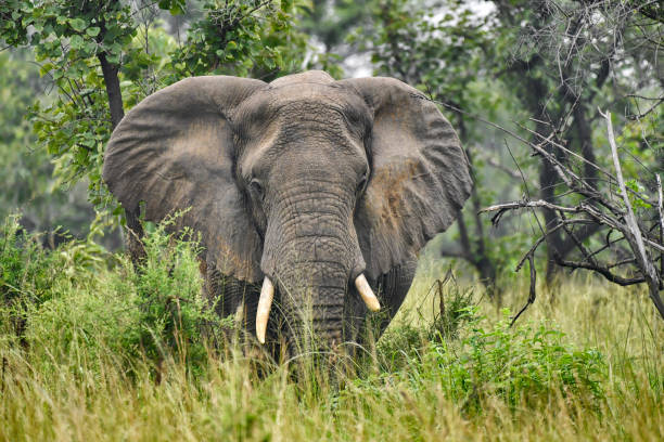 istock Juvenile and endangered Wild African bush Elephant 2198754902