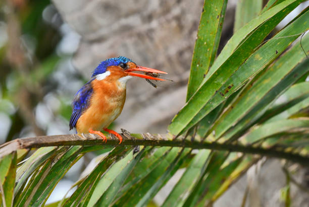 istock Malachite kingfisher perching in a marsh with a dragonfly catch 2198755154