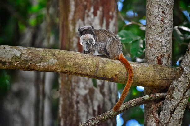 Perched gracefully in a tree, this Peruvian emperor tamarin exudes charm with its distinctive, white mustache and playful demeanor. With its small size and lively expression, the tamarin blends effortlessly into the lush surrounding. The image captures the curious nature of this unique primate, a true symbol of the biodiversity that thrives in the Amazonian canopy.