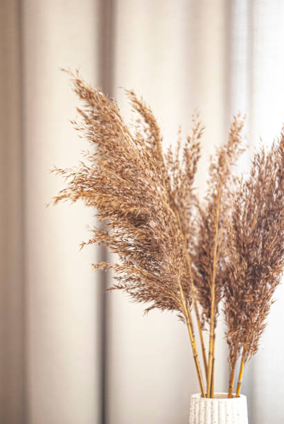 istock Decorative dried pampas grass arrangement in a neutral-toned modern interior setting 2198756053