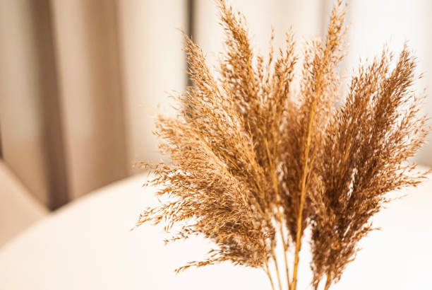 istock Dried grass arrangement displayed on a table in a bright indoor setting during daylight 2198756054
