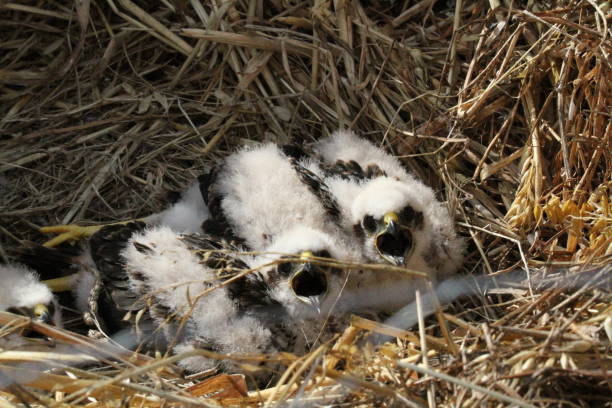 istock Two Montagu's Harrier chick in the nest 2198756231