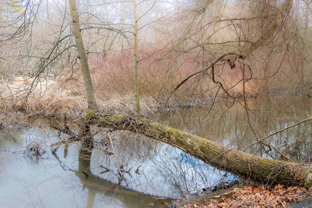 Fallen log over forest stream on foggy morning