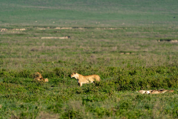 istock Lioness and Her Pride Resting in Ngorongoro Crater 2198756486