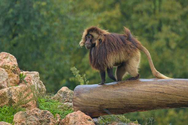 Free picture: nature, tree, wood, monkey, primate, baboon