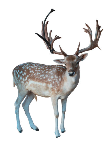 istock Red deer fawn horned isolated on white, Cervus elaphus with antlers 2198757949