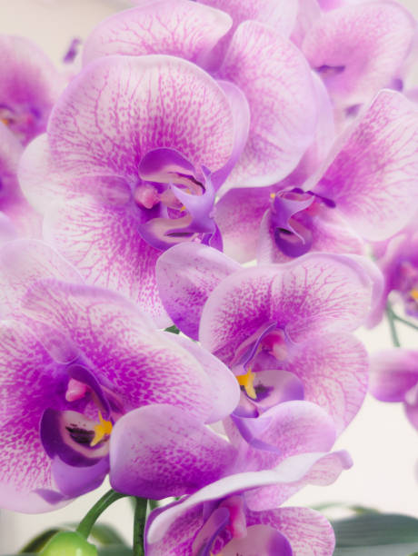 istock big purple artificial orchid flowering plant 2198757950