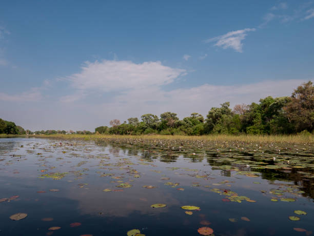 istock River landscape with water lilies (Nymphaea nouchali) in the Okovango Delta 2198758331