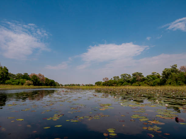 istock River landscape with water lilies (Nymphaea nouchali) in the Okovango Delta 2198758383