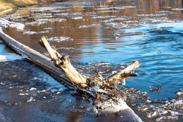 A frozen river with a tree log trapped in ice, surrounded by icy water and reflecting sunlight, creating a serene winter scene.