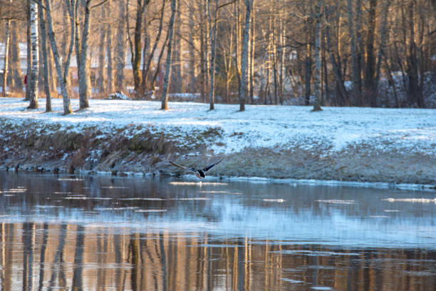 A duck flying low over a calm river surrounded by snow-covered banks and leafless trees, reflecting the golden light of a winter day.