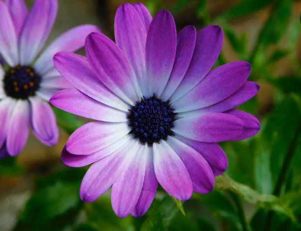 Dimorphotheca pluvialis is a species of flowering plant native to South Africa and Namibia.
