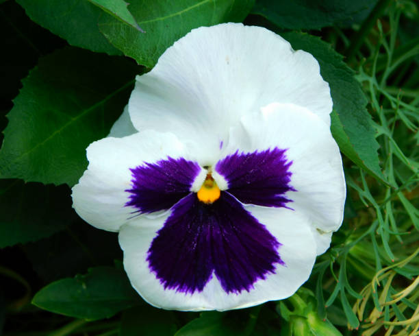istock pansy white and blue flower in wild nature 2198759537