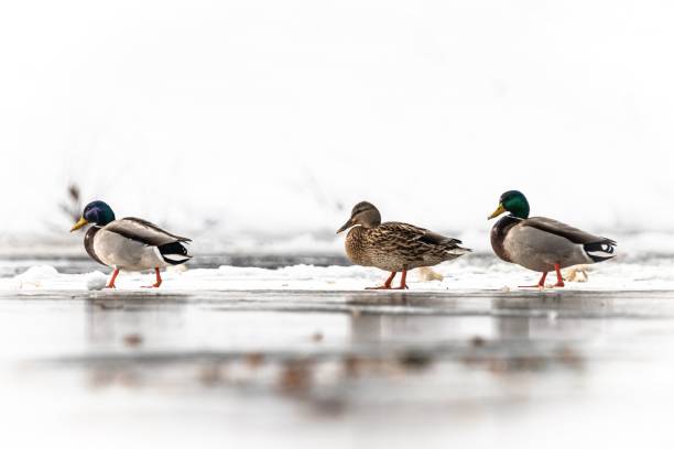 Three ducks walking on a frozen lake with a snowy background, showcasing winter wildlife.