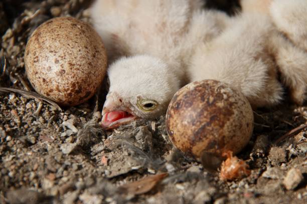 istock Newly hatched chick with speckled eggs on rocky ground. 2198761362