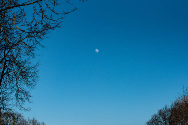 istock A clear blue sky with a visible moon, framed by the silhouettes of bare tree branches on a tranquil winter day. 2198761397