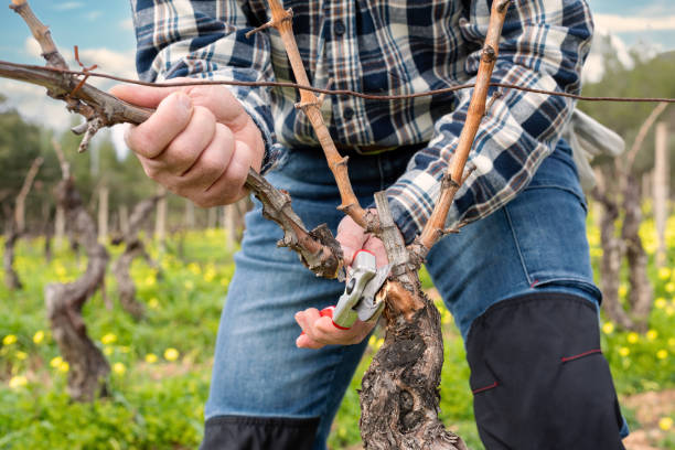istock Farmer pruning the vine in winter. Agriculture. 2198761461