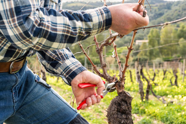 istock Farmer pruning the vine in winter. Agriculture. 2198761535