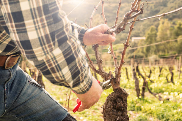 istock Farmer performs pruning of the vineyard in a winter sunset. Agriculture. 2198761583