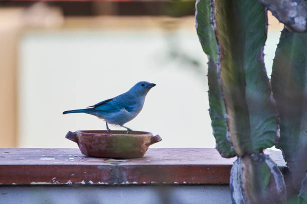 Blue Tanager (Thraupis episcopus)Free-ranging birds, feeding from a feeder in the morning
