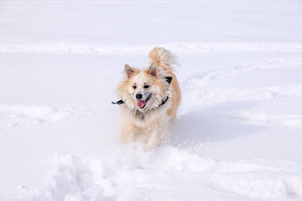 Icelandic Sheepdogs run and play in the winter snow.