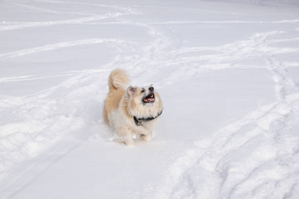Icelandic Sheepdogs run and play in the winter snow.