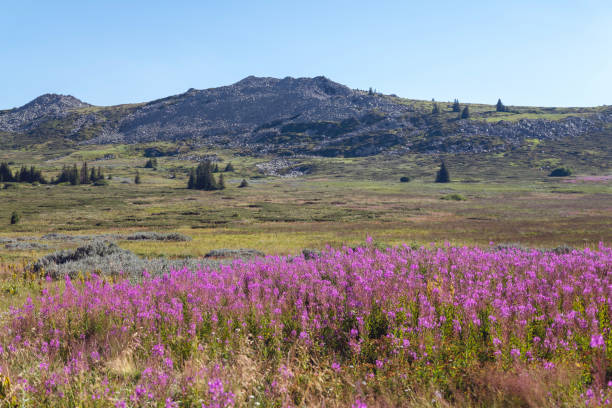 istock Beautiful Summer Mountain Landscape with pink flowers 2198765674