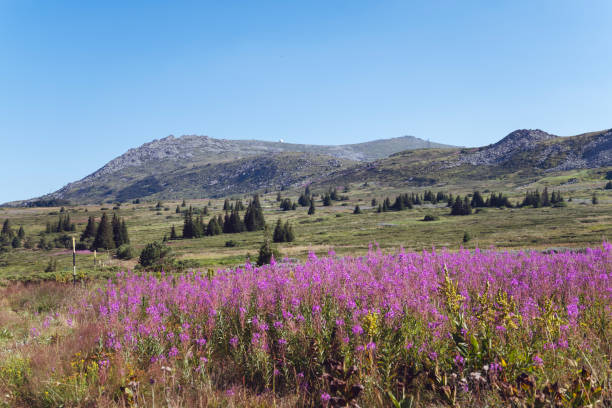 istock Beautiful Summer Mountain Landscape with pink flowers 2198765697