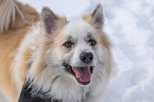 istock Icelandic Sheepdogs Play In The Snow 2198765712