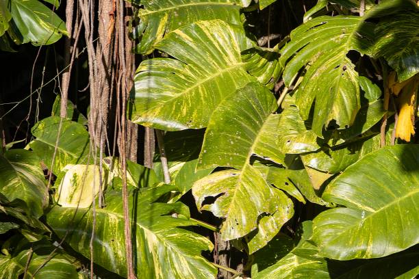 istock Foliage of a Centipede tongavine, Epipremnum pinnatum 2198765935