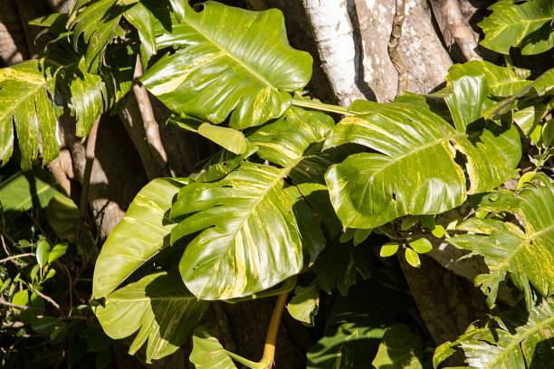 istock Foliage of a Centipede tongavine, Epipremnum pinnatum 2198765954
