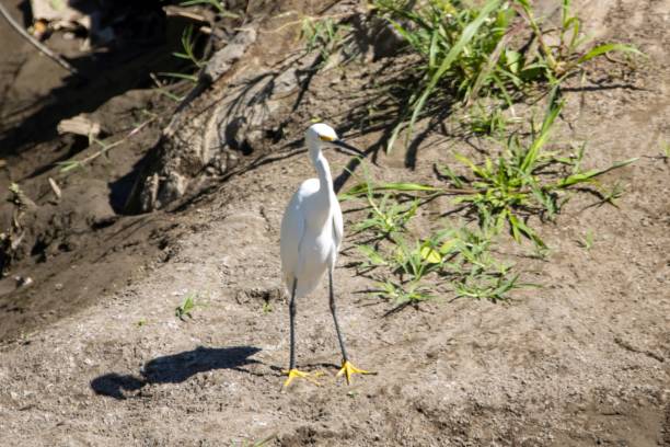istock Snowy egret, Egretta thula, in shallow water of a river 2198767314