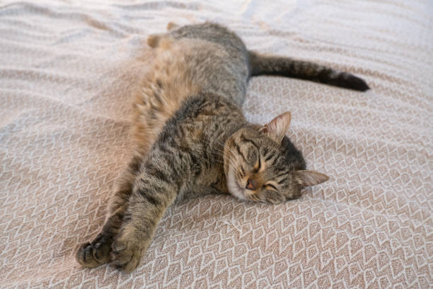 istock A young gray cat sleeps relaxed on the bed at home. 2198767580