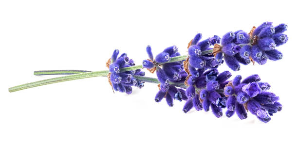 istock Beautiful aromatic lavender flowers isolated on a white background 2198767641