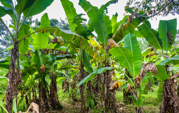 istock Banana trees, Sigiriya, Sri Lanka 2198767813