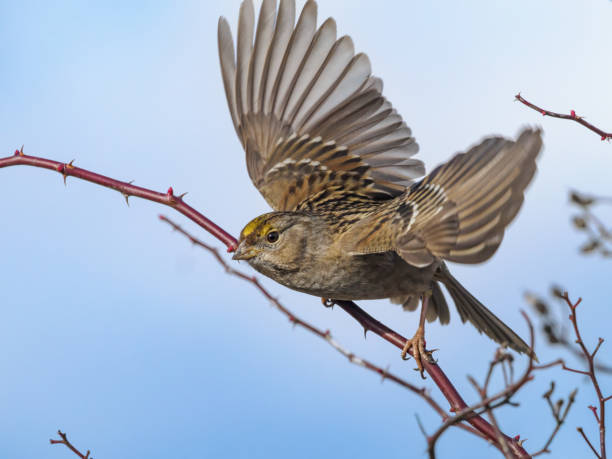 A golden-crowned sparrow flying from a blackberry vine. Willamette Valley of Oregon. Blue sky background.