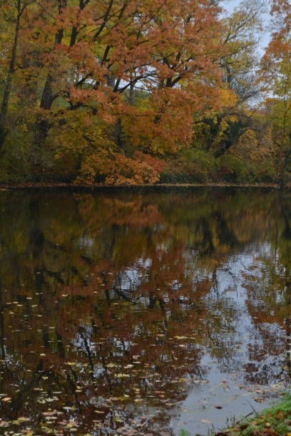 istock Autumn Leaves Reflecting in Water 2198769539