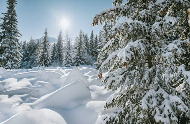 Beautiful Winter Mountain Landscape with Snowy Pine Trees. Vitosha Mountain, Bulgaria