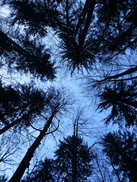 Looking up at the sky through the branches of trees in autumn forest