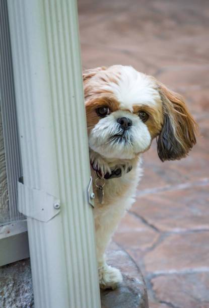 istock Tan and White Shih Tzu Peeking around a Corner 2198771849