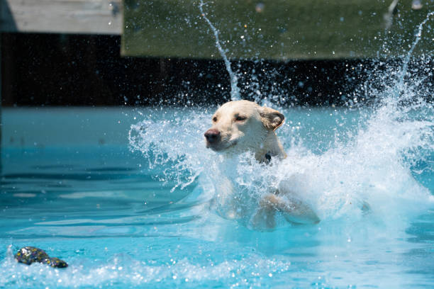 istock Yellow Labrador Retriever splashing into a pool 2198771855