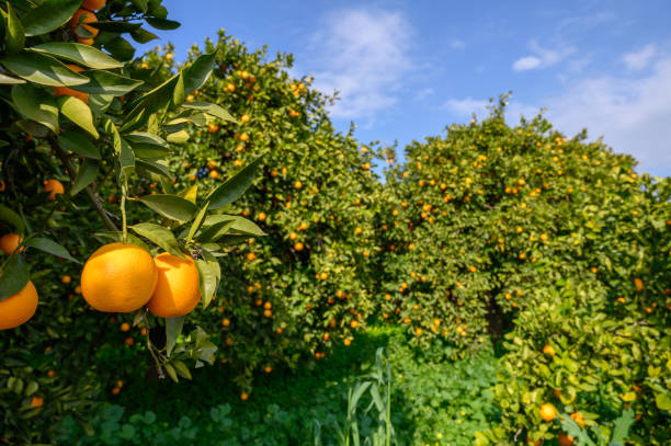 istock Vibrant oranges hang from branches in a lush grove under a bright blue sky 2198771983