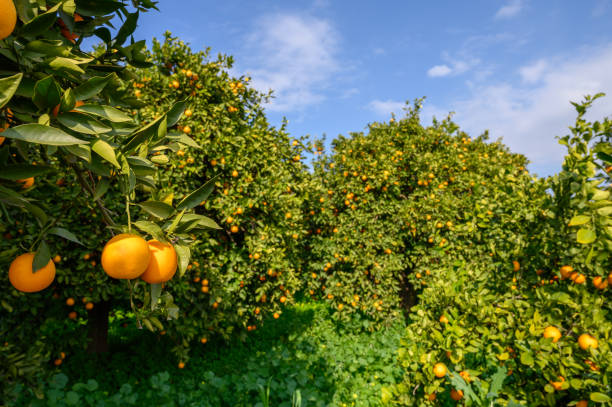 istock Bright oranges hang from lush trees in a vibrant orchard under a clear blue sky 2198772048