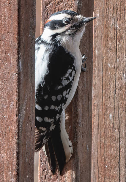 istock A Downy Woodpecker arrives on the deck 2198772865