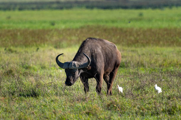 istock Majestic African Buffalo with Cattle Egrets in the Wild 2198773638