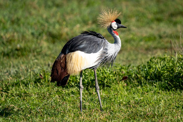 istock Majestic Grey Crowned Crane in the African Grasslands 2198773641
